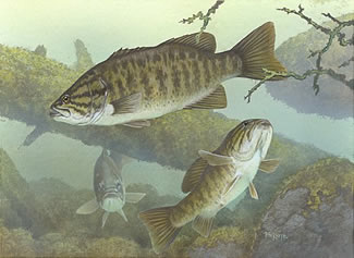 Map, fishing maps, charts, info and gear for fly fishing , anglers, and outdoors sportsmen.