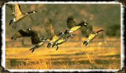 Pretty flock of geese