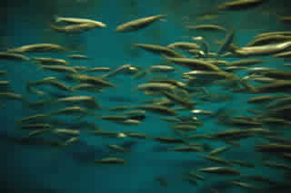 Map, fishing maps, charts, info and gear for fly fishing , anglers, and outdoors sportsmen.